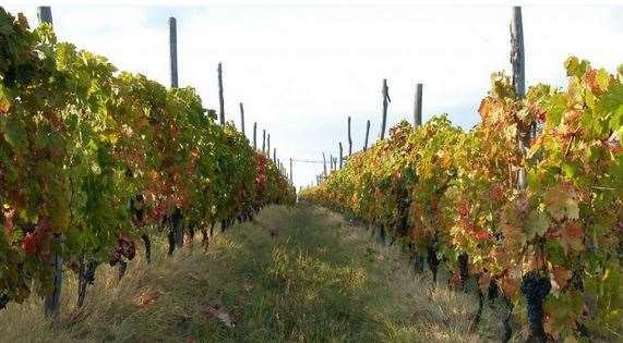 Land in Valeggio sul Mincio, Veneto, Italy 4 - 12916534