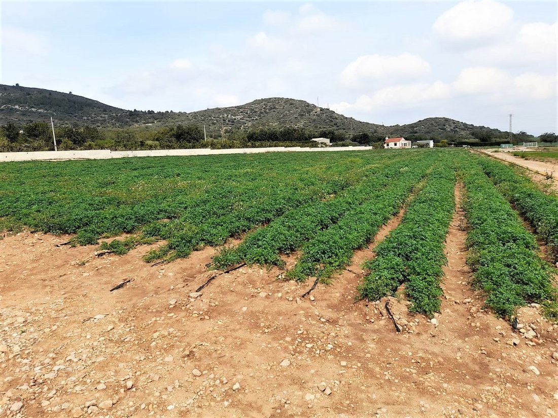 Farm Ranch in Amposta, Catalonia, Spain 2 - 12946884