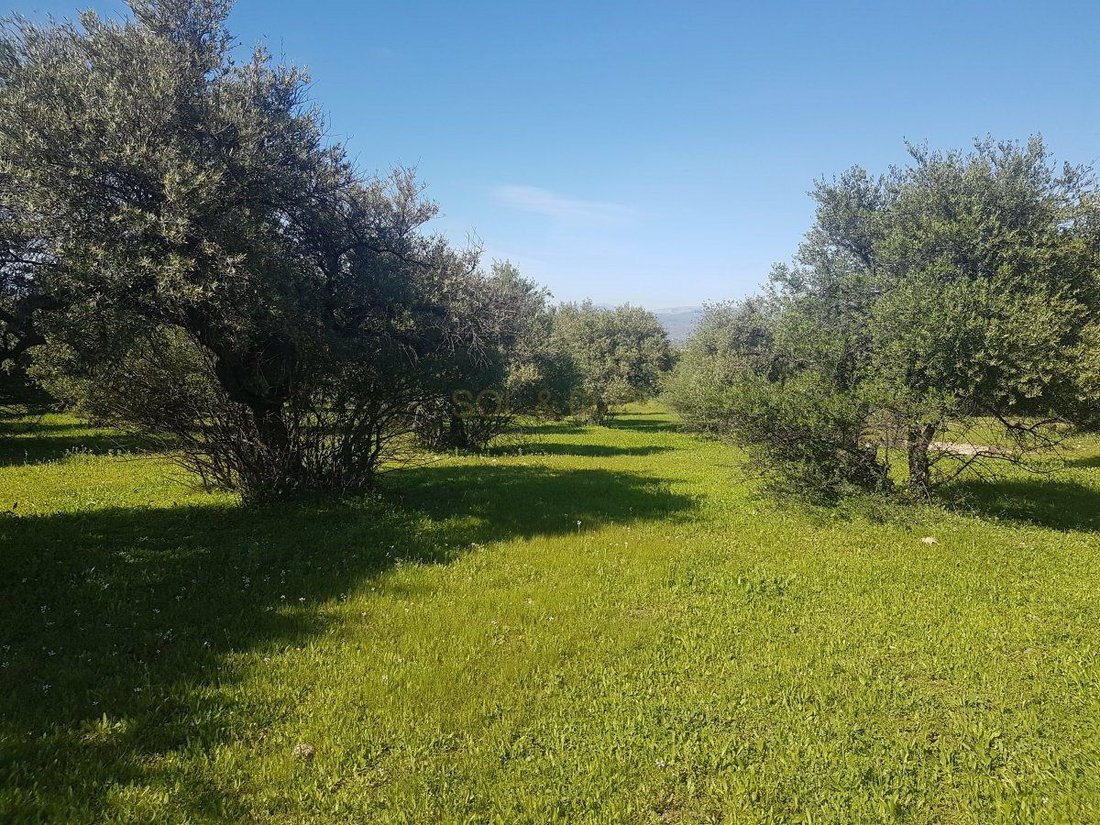 Farm Ranch in Alhaurin el Grande, Andalusia, Spain 5 - 12946678