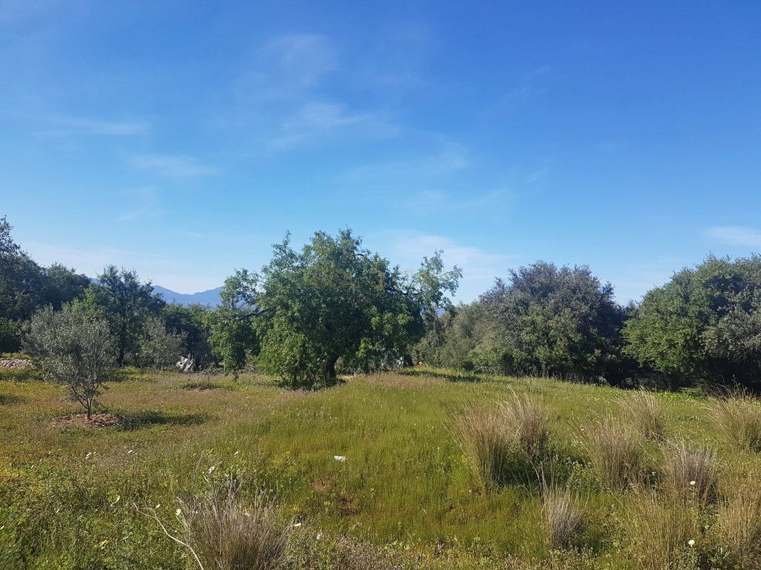 Farm Ranch in Alhaurin el Grande, Andalusia, Spain 1 - 12946678
