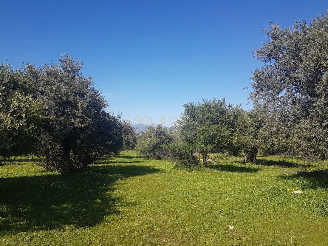 Farm Ranch in Alhaurin el Grande, Andalusia, Spain 3 - 12946678