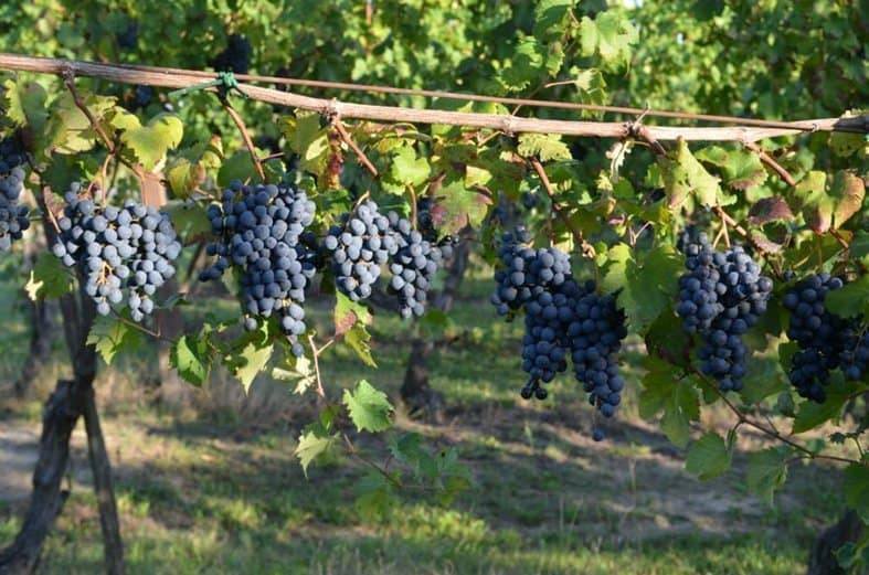 Land in Acquaviva Picena, Marche, Italy 4 - 12948229