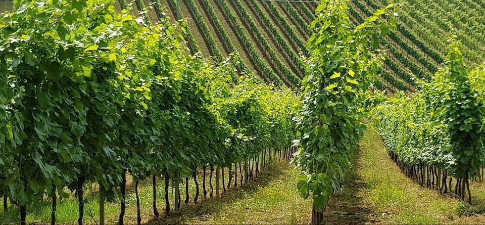 Land in Acquaviva Picena, Marche, Italy 1 - 12948229