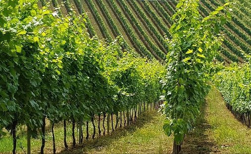 Land in Acquaviva Picena, Marche, Italy 1