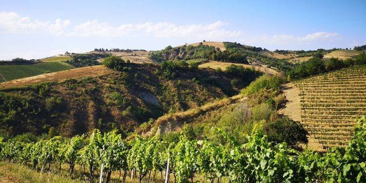 Land in Acquaviva Picena, Marche, Italy 5 - 12948229