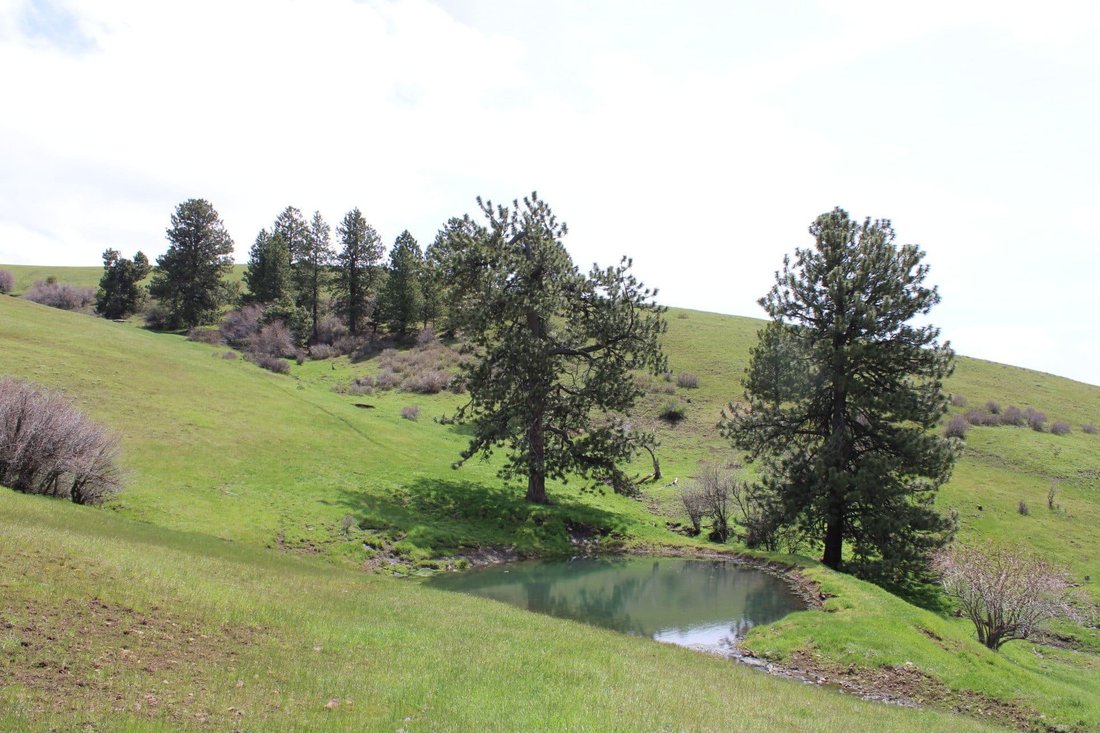 Birch Creek Ranch In Pilot Rock, Oregon, United States For Sale (12978711)