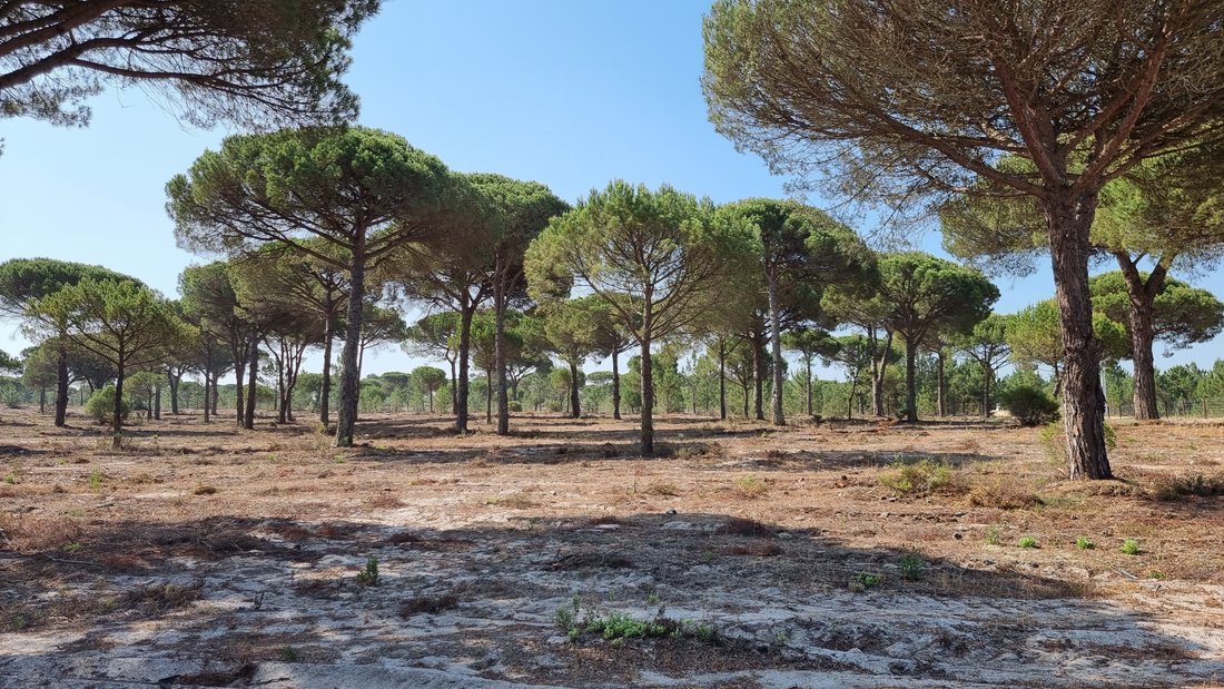 Land in Carvalhal, Setubal, Portugal 1 - 13010055