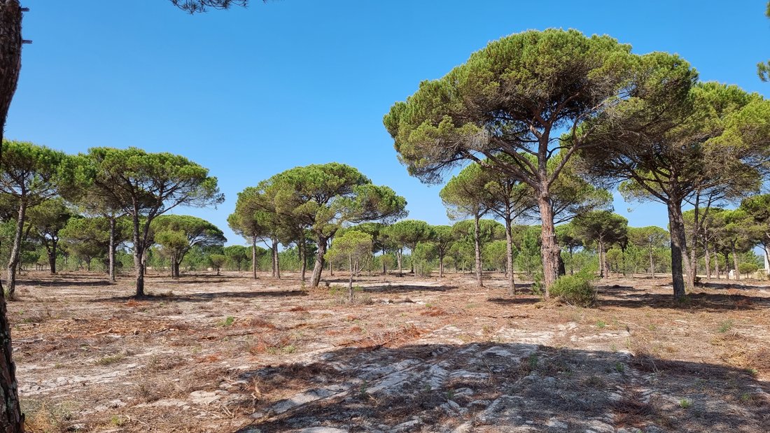 Land in Carvalhal, Setubal, Portugal 4 - 13010055