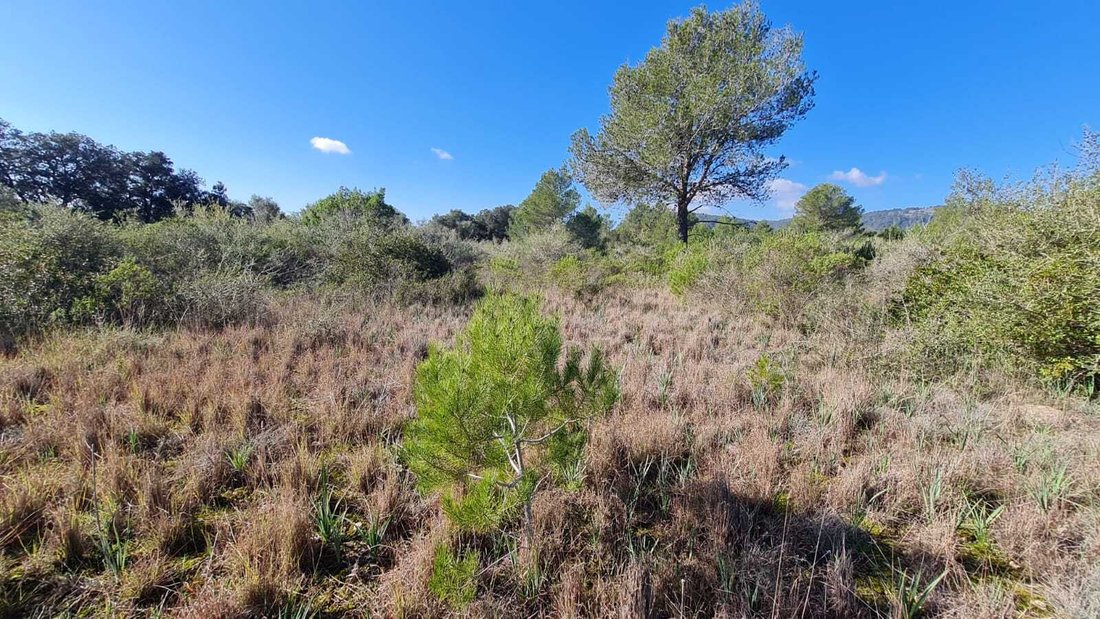 Land in sa Pobla, Balearic Islands, Spain 2 - 13039178