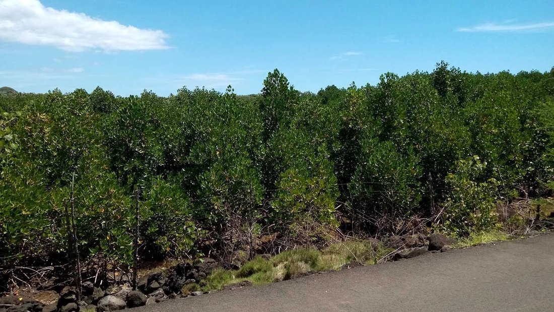 Land, Melville In Grand Gaube, Rivière Du Rempart District, Mauritius