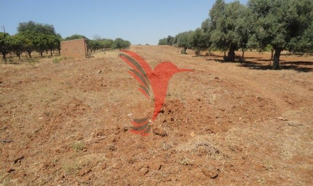 Rustic Land With Water From Hole 7000m2 In Faro, Algarve, Portugal For
