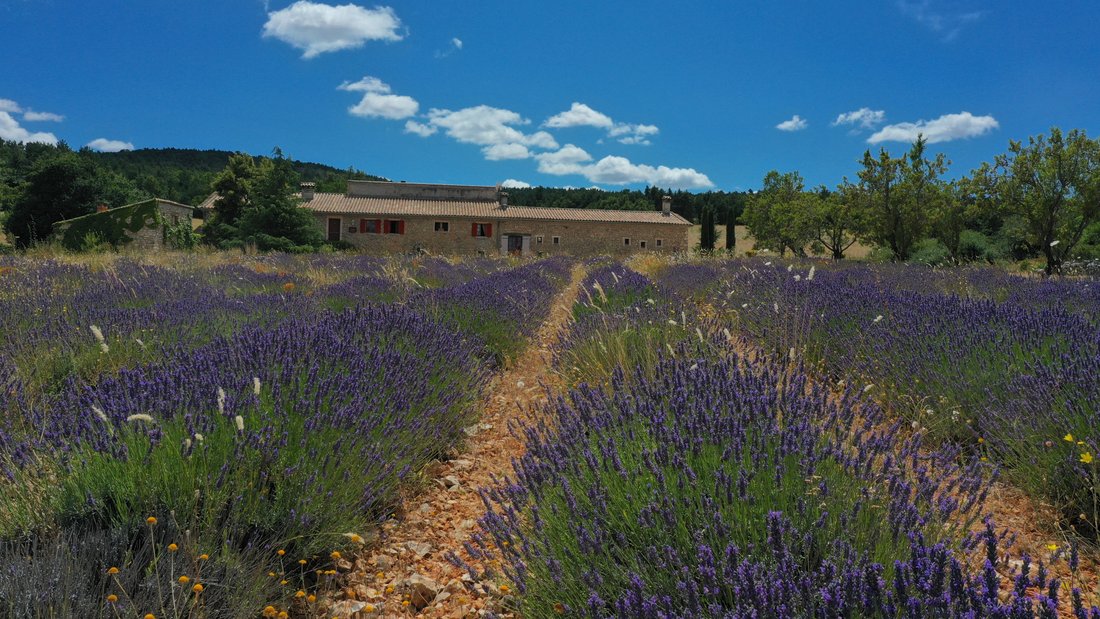 A Lavender-Clad Kingdom: 107 Hectares of Wild Provence Magic