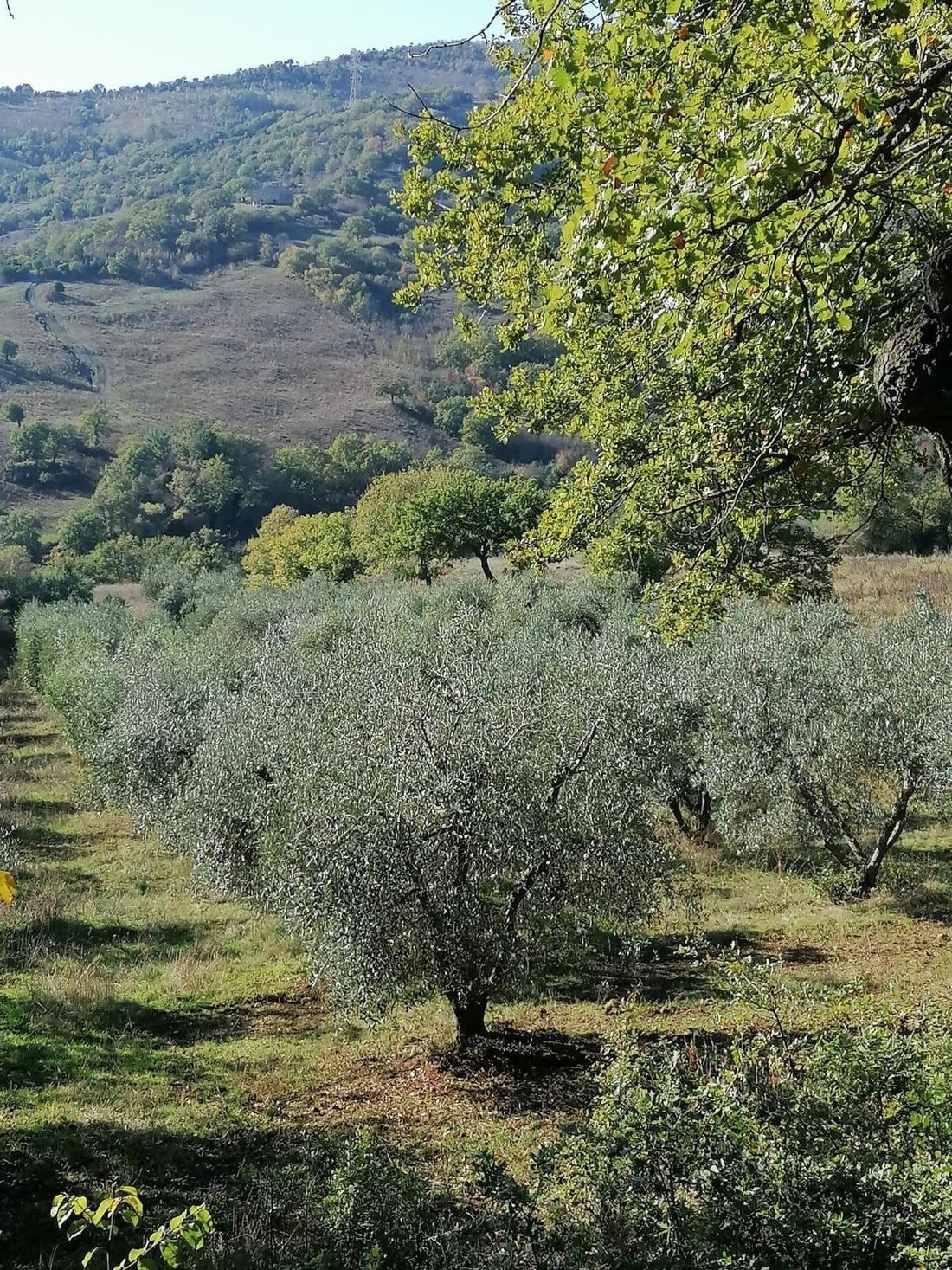 Country House in Manciano, Tuscany, Italy 4 - 13135279