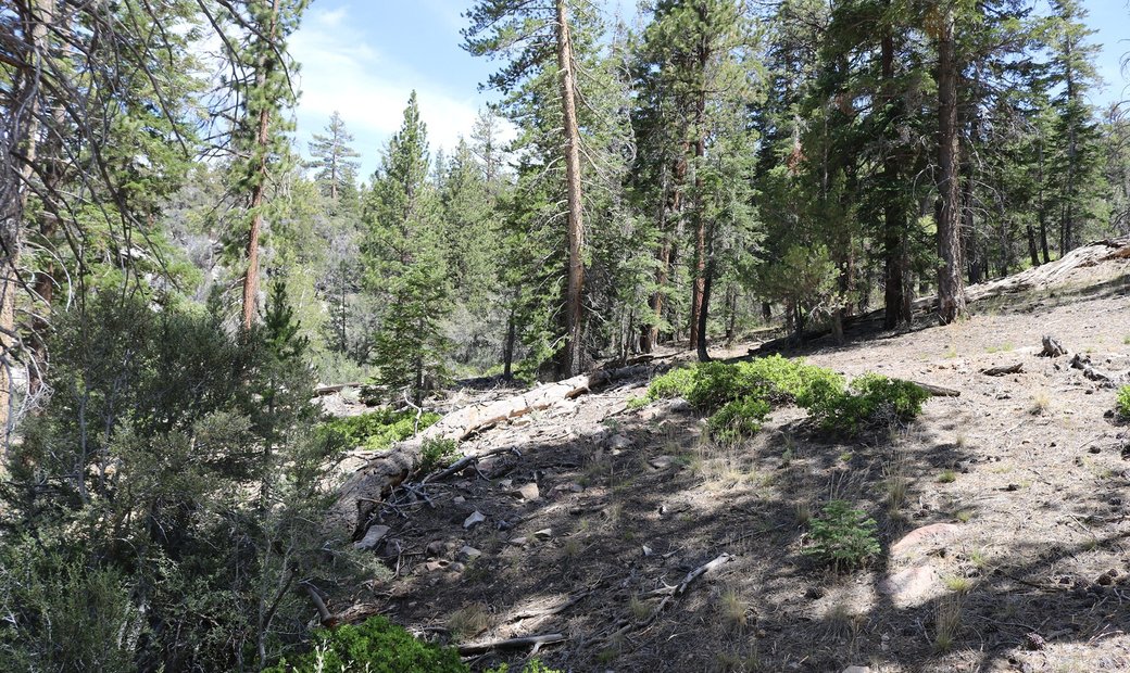 0 Highway 38, Onyx Summit, Ca 92305 In Angelus Oaks, California, United States For Sale (13136798)