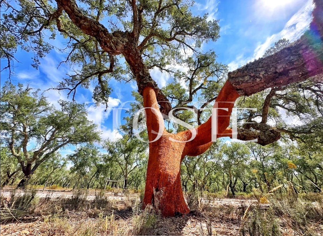 Privileged Estate Between Melides & Comporta In Melides, Setubal