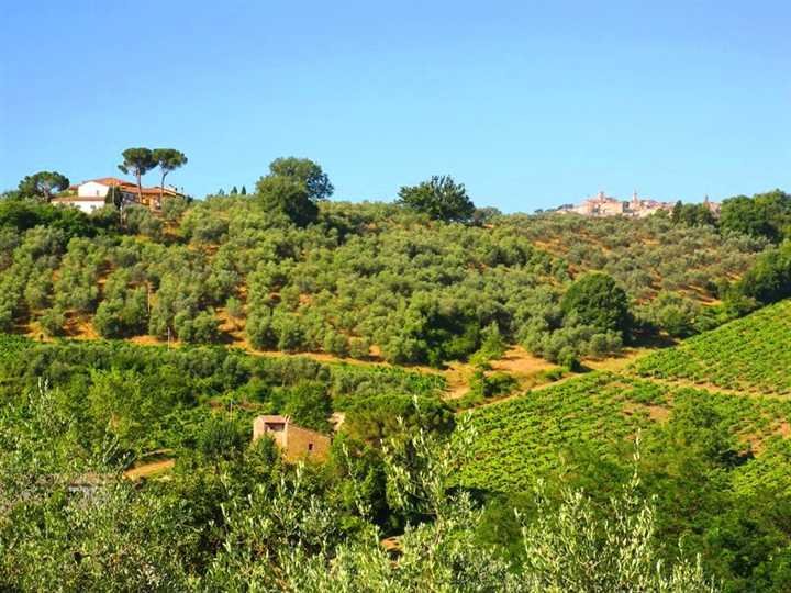 Montepulciano, Tuscany, Italy 2 - 13151909