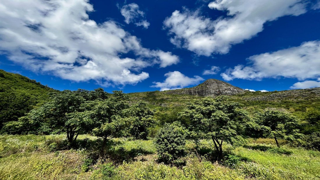 Opportunity For Investors! Vast Plot In The Heart Of A In Pailles