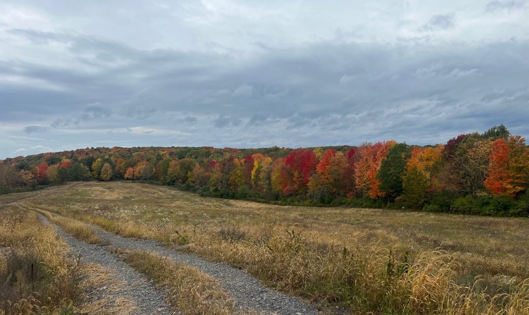 Bosque Raro Y Antiguo En 107 Acres En Argyle, Nueva York, Estados Unidos En Venta (13182624)