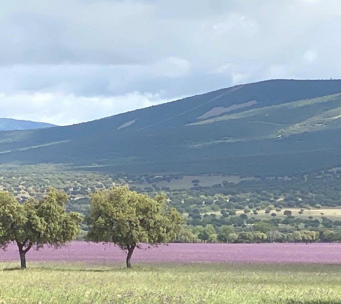 Hunting Estate With Almost 5,000 Acres In Ciudad Real, Castile La