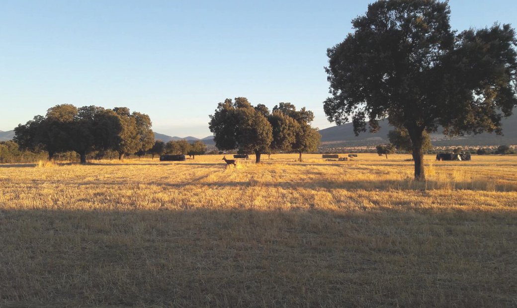 Hunting Estate With Almost 5,000 Acres In Ciudad Real, Castile La