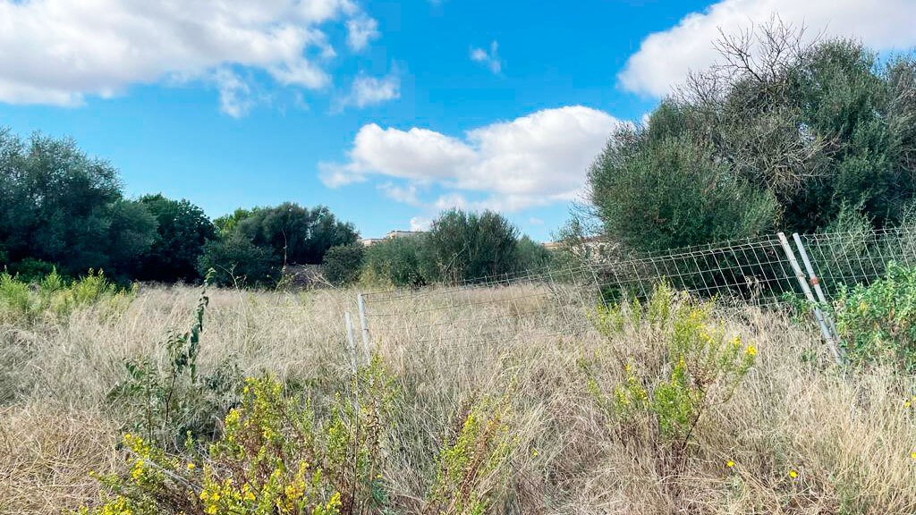Campos, Balearic Islands, Spain 4 - 13332296