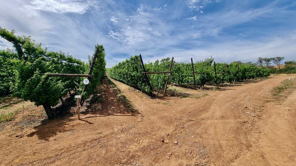 Farm Ranch in Langeberg Local Municipality, Western Cape, South Africa 1 - 13384275