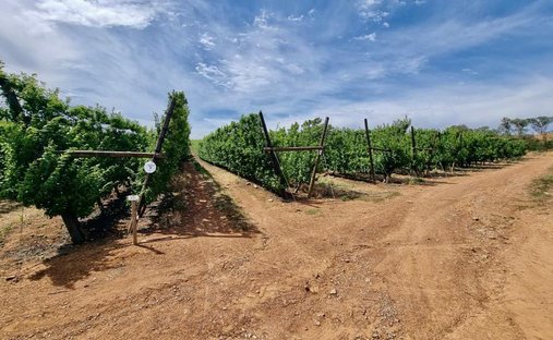 Farm Ranch in Bonnievale, Western Cape, South Africa 1