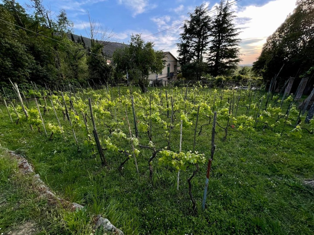Villa in Calci, Tuscany, Italy 4 - 13412133