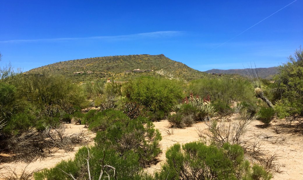 Gambel Quail 50 In Scottsdale, Arizona, United States For Sale (13439866)