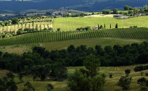 Azienda agricola a Scansano, Toscana, Italia 1