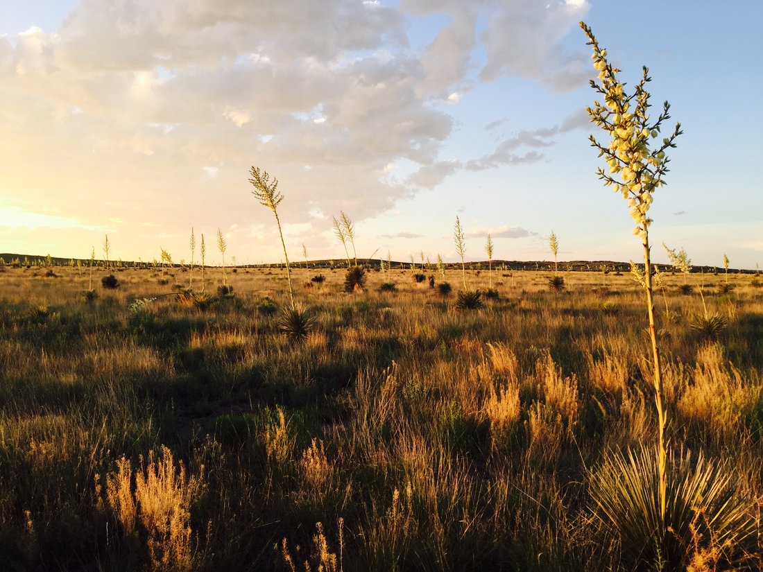 Farm Ranch in Marfa, Texas, United States 4 - 13465048