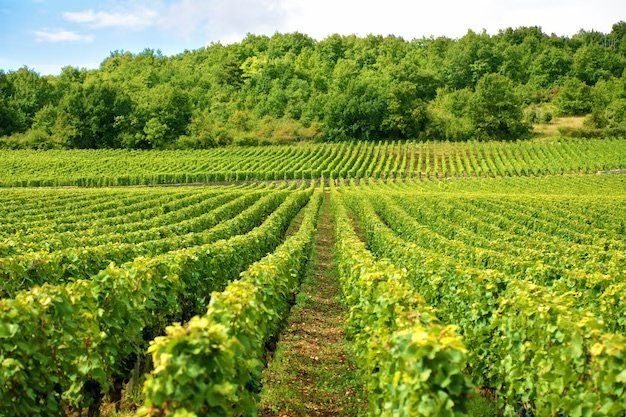 A 17th-Century Provençal Wine Kingdom Where Time Flows Like Gold