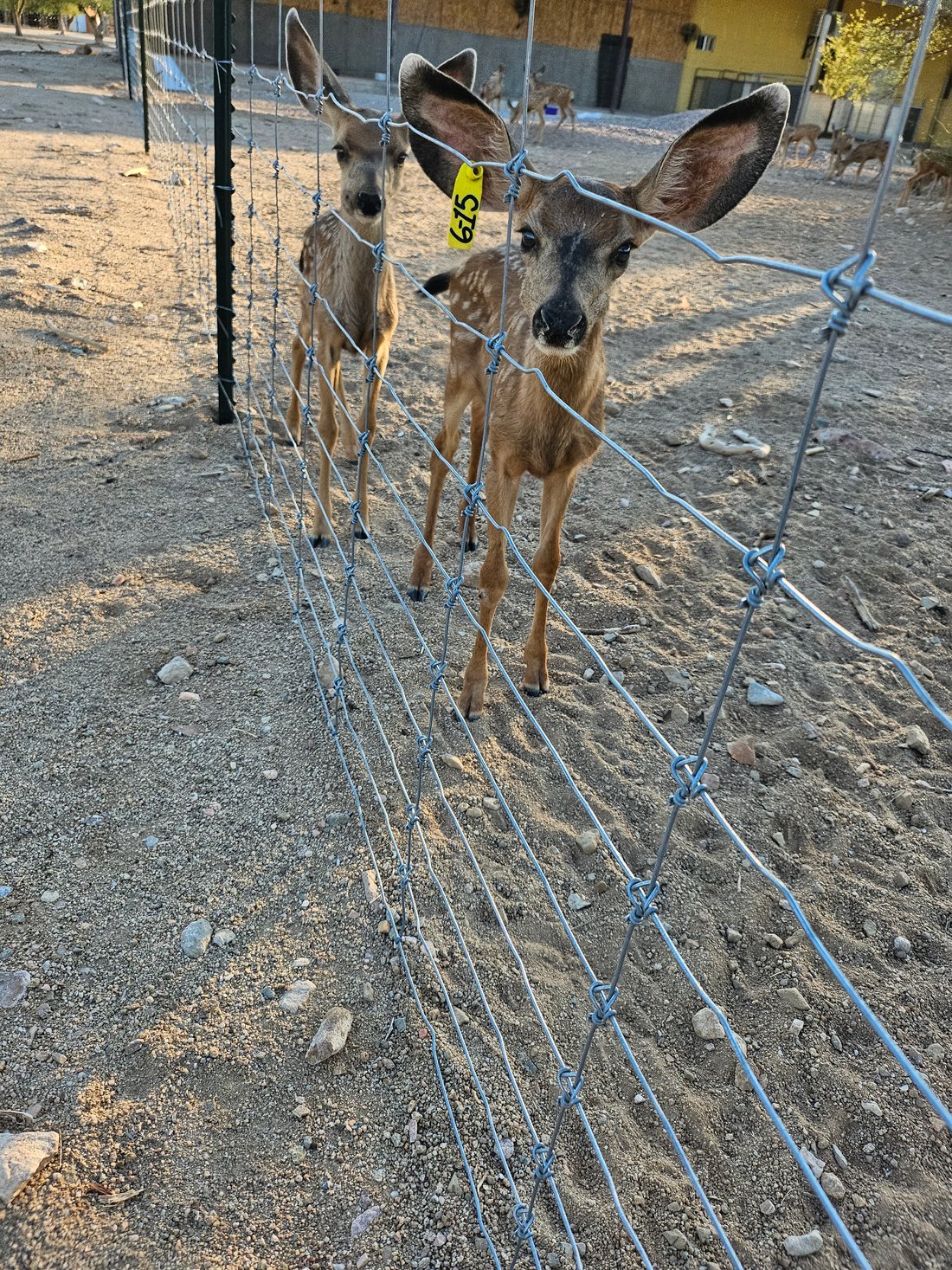 Premier Ranch In Mexico In Hermosillo, Castelo Branco District
