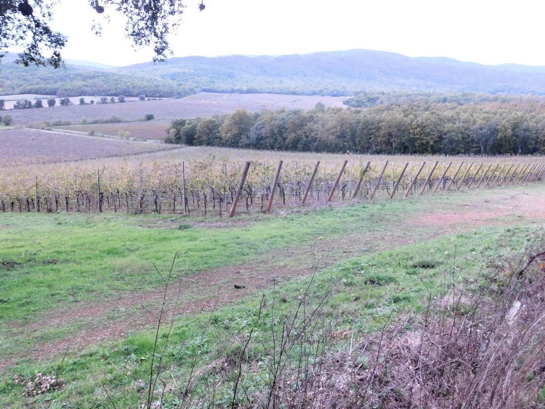 Farm Ranch in Gavorrano, Tuscany, Italy 1 - 13500468