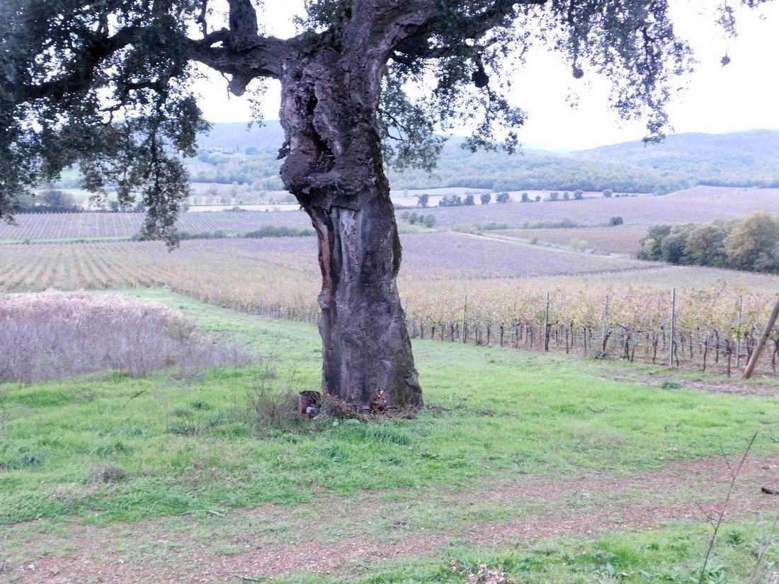 Farm Ranch in Gavorrano, Tuscany, Italy 5 - 13500468