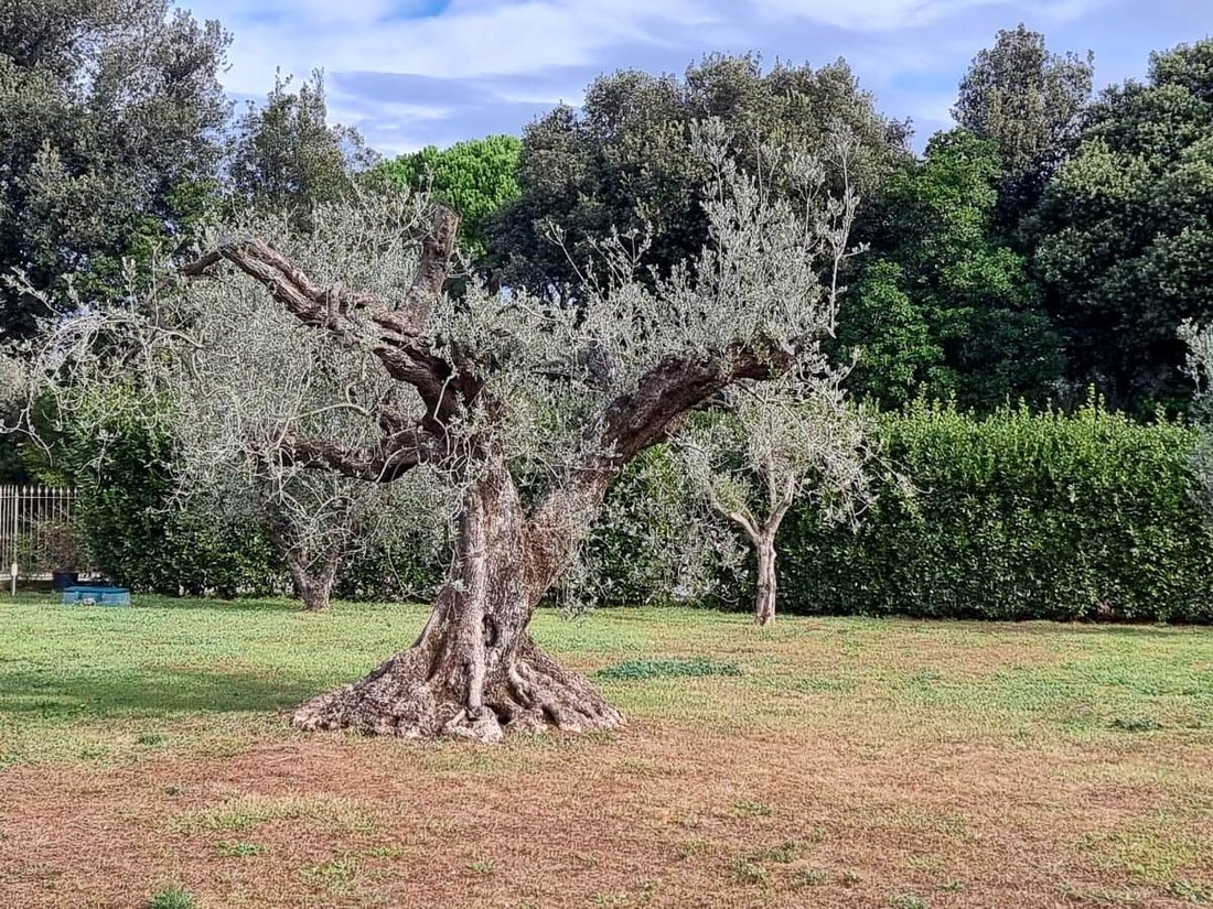 Villa in Castagneto Carducci, Tuscany, Italy 3 - 13505726