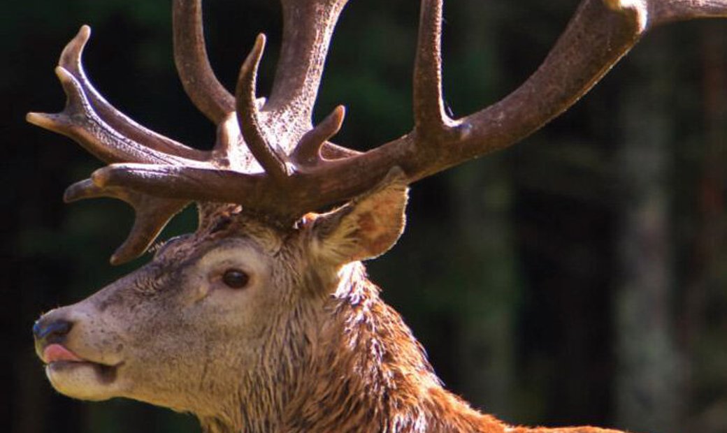 A Private Hunting Domain That Is Home To Some In Mont Tremblant, Quebec