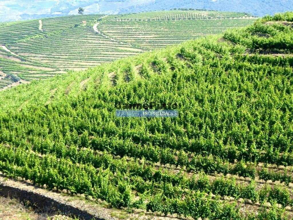 Land in Sao Joao da Pesqueira e Varzea de Trevoes, Viseu District, Portugal 1 - 13548796