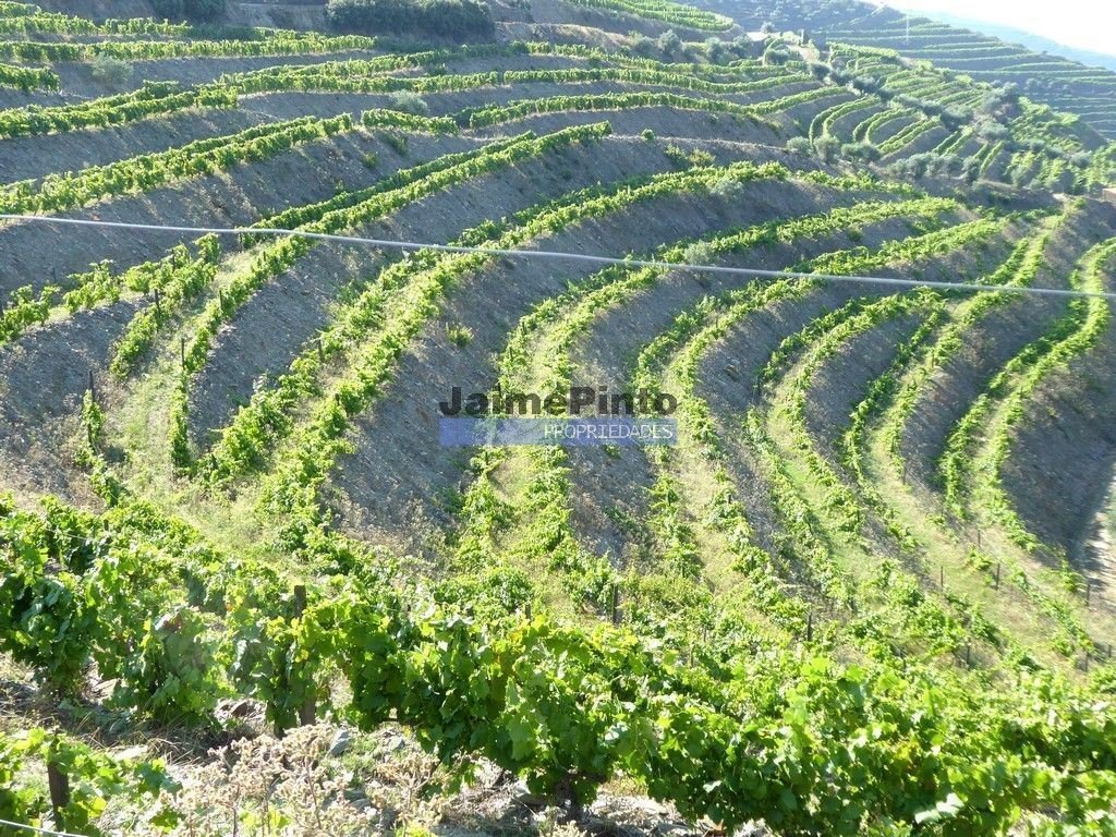 Land in Sao Joao da Pesqueira e Varzea de Trevoes, Viseu District, Portugal 4 - 13548796