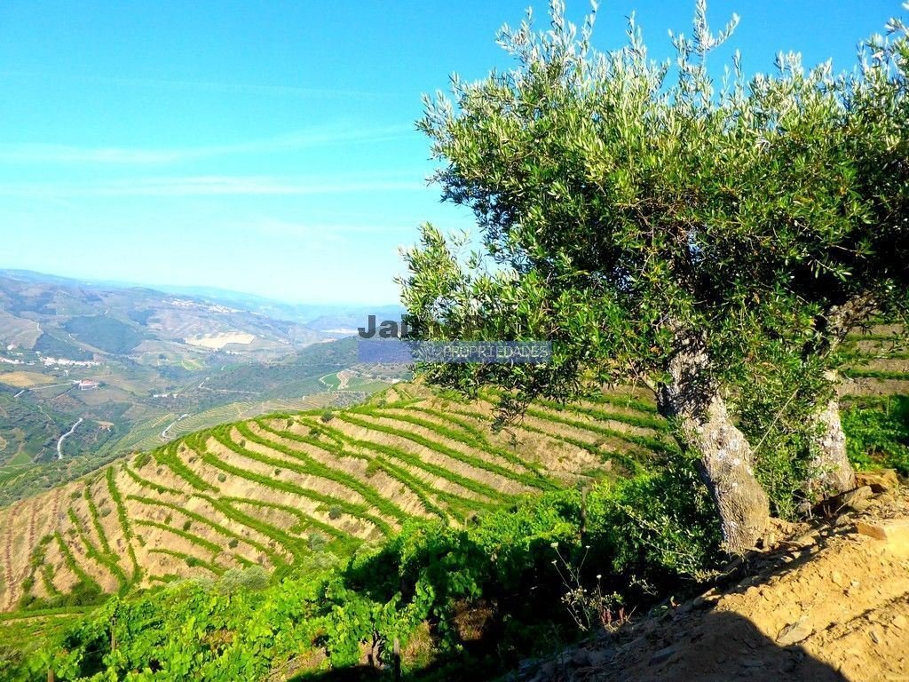 Land in Sao Joao da Pesqueira e Varzea de Trevoes, Viseu District, Portugal 3 - 13548796