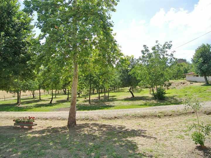 Castelfranco Piandisco, Tuscany, Italy 2 - 13631507
