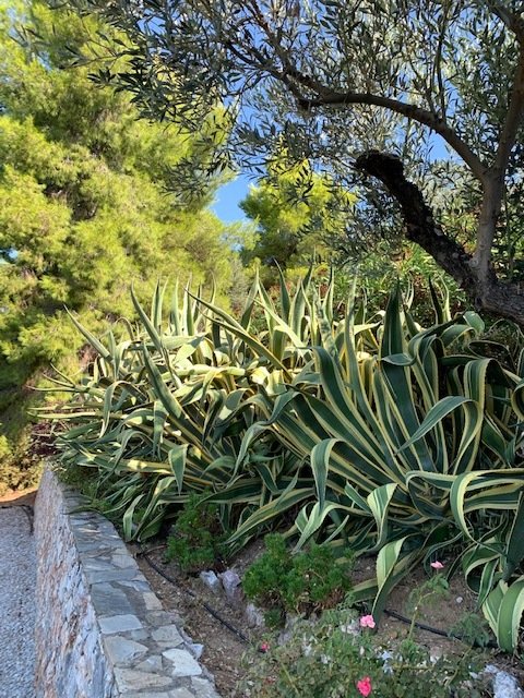 Villa in Skopelos, Thessaly and Central Greece, Greece 5 - 13671641