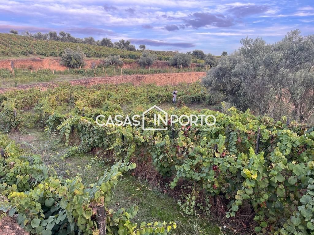 Farm Ranch in Peso da Régua, Vila Real District, Portugal 5 - 13686560