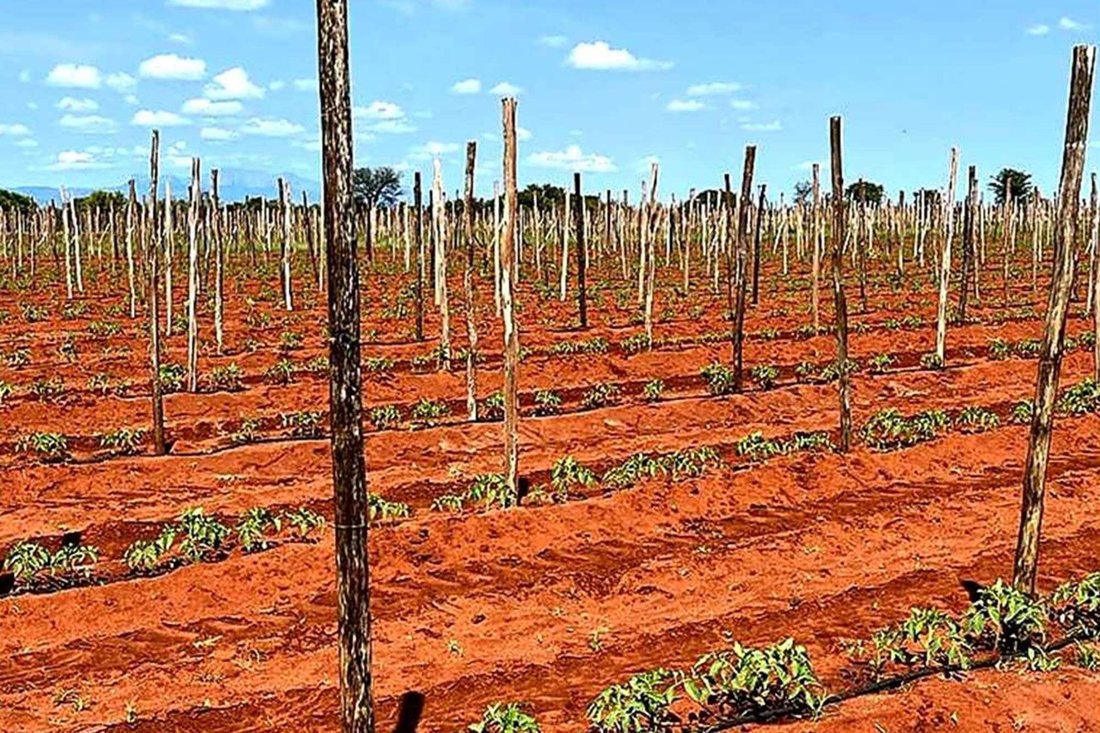 860 Ha Irrigation Farm In Alldays For Sale. In Alldays, Limpopo, South Africa For Sale (13693790)