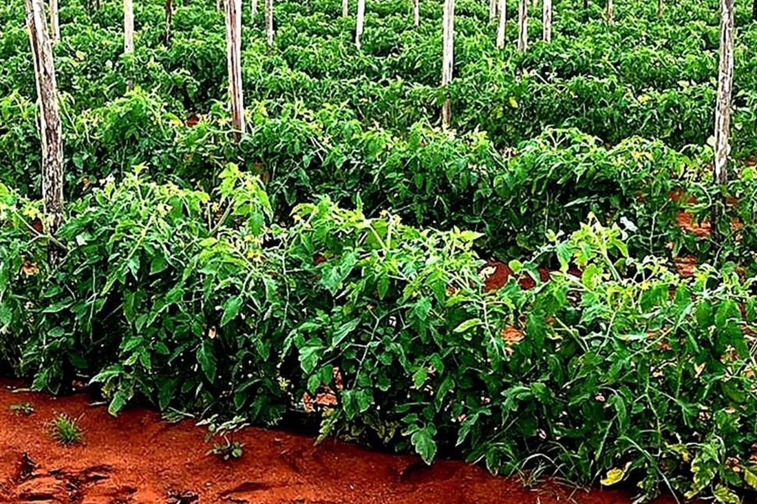 860 Ha Irrigation Farm In Alldays For Sale. In Alldays, Limpopo, South Africa For Sale (13693790)