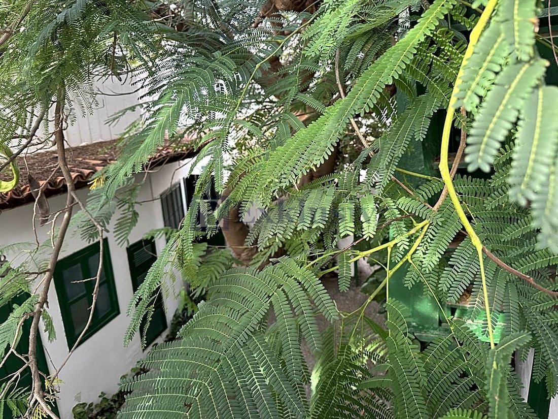 Country House in Arico, Canary Islands, Spain 2 - 13700868
