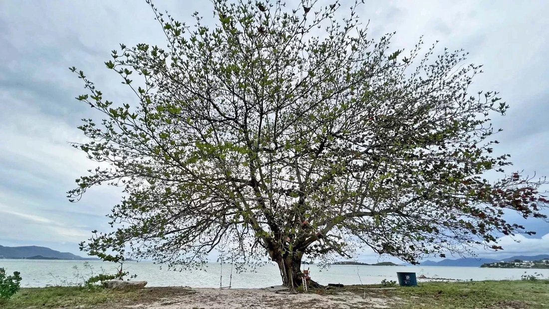 Land in Koh Samui, Surat Thani, Thailand 1 - 13082011