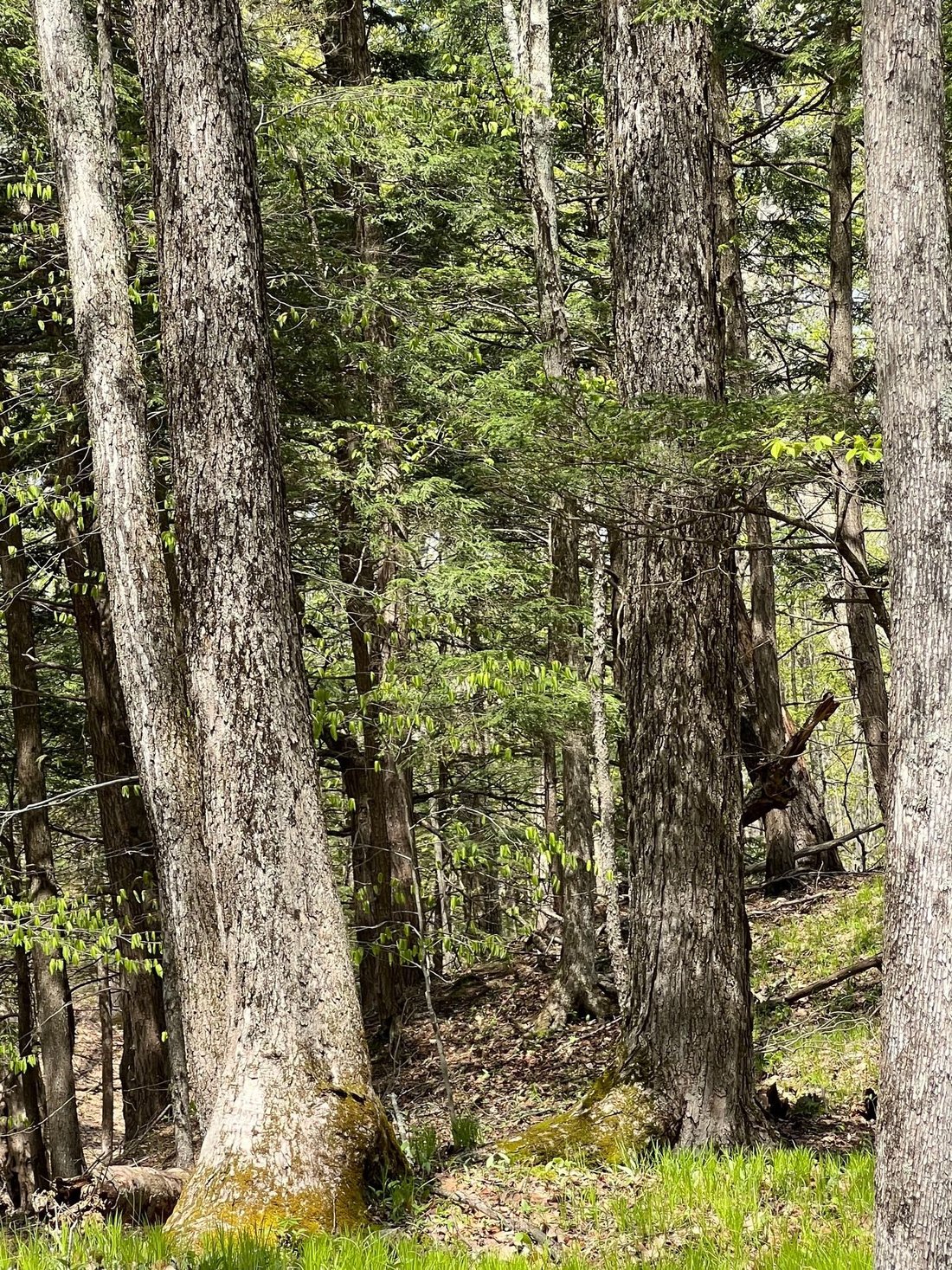 Bosque Raro Y Antiguo En 107 Acres En Argyle, Nueva York, Estados Unidos En Venta (13182624)