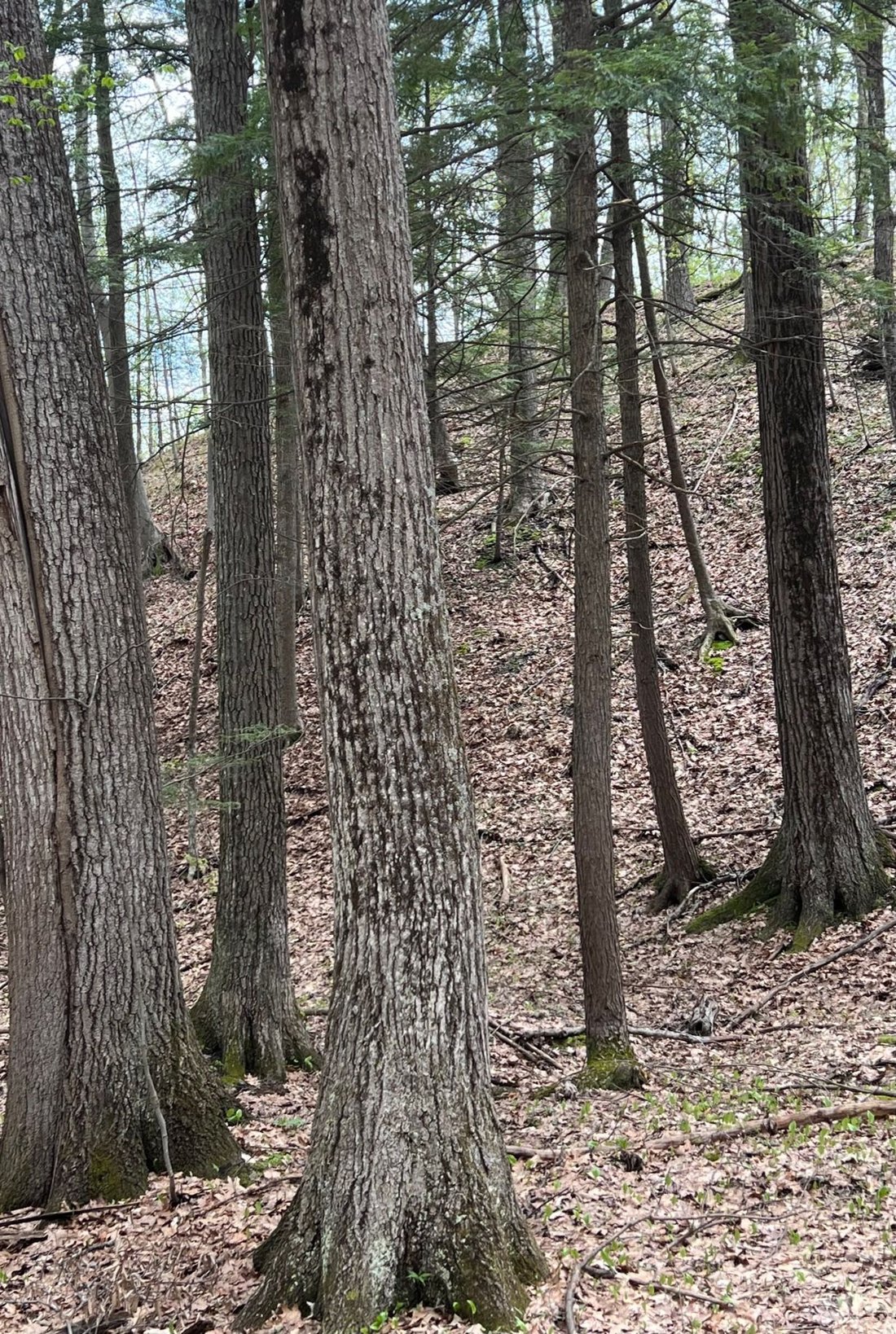 Bosque Raro Y Antiguo En 107 Acres En Argyle, Nueva York, Estados Unidos En Venta (13182624)