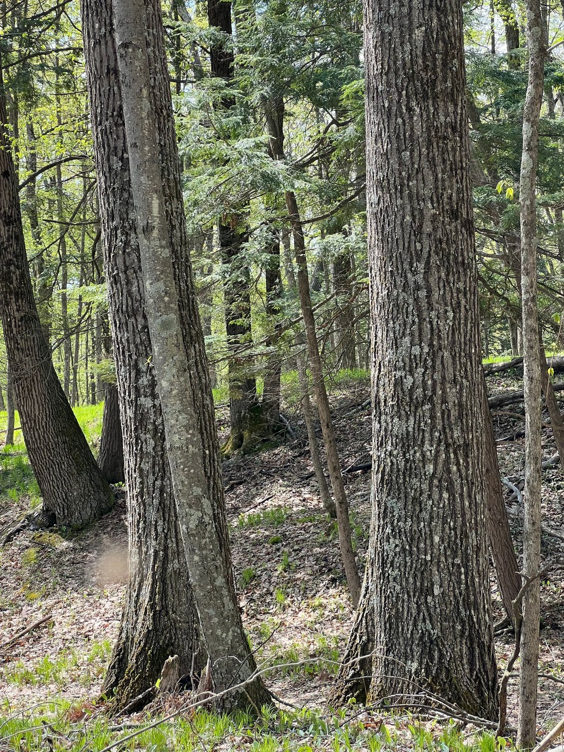 Bosque Raro Y Antiguo En 107 Acres En Argyle, Nueva York, Estados Unidos En Venta (13182624)
